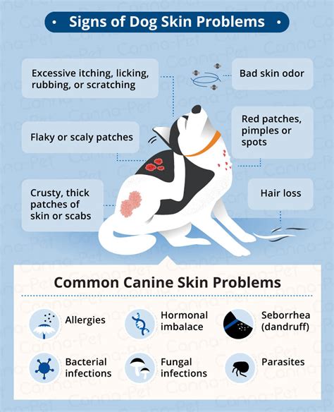 Dog Skin Conditions And Natural Treatments Canna Pet