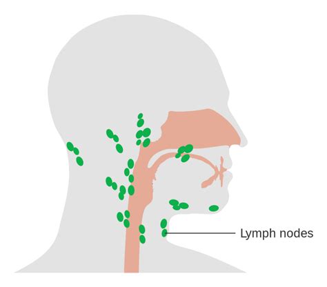 Lymph Node Diagrams 101 Diagrams