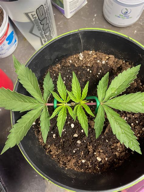 Quebec Cannabis Seeds Qcs Purple Kush Grow Diary Journal Week5 By