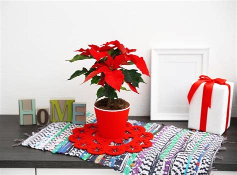 How Your Indoor Plants Can Be Used For Holiday Decoration Evergreen