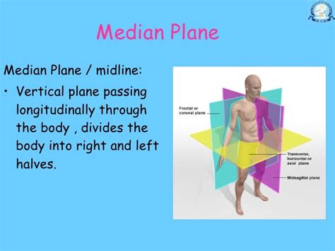 1120 Dr Nand Lal Terminologies Anatomical Positions Anatomical Pl