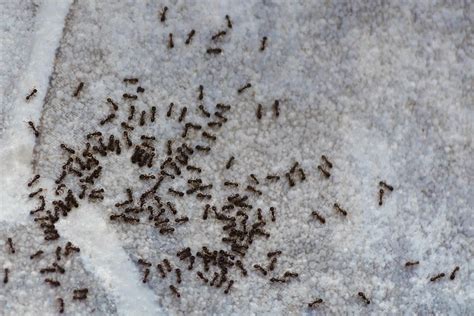 Little Black Bugs Look Like Ants Pest Phobia
