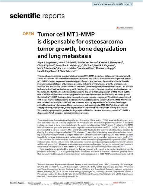 pdf tumor cell mt1 mmp is dispensable for osteosarcoma tumor growth bone degradation and lung