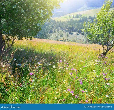 Flowering Grass In Summer Highland In Sunny Day Stock Image Image Of