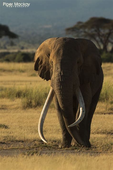 The Heaviest And Largest Elephant Tusks