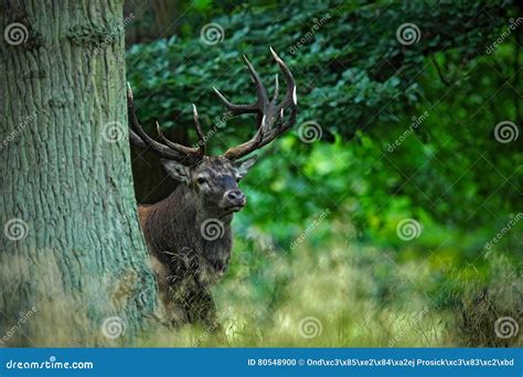 Red Deer Stag Bellow Majestic Powerful Adult Animal Outside Autumn