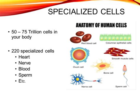 List Of Specialized Cells And Their Functions