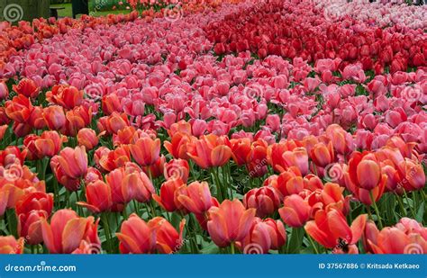 Beautiful Tulip In Spring Garden Stock Photo Image Of Organic Plant