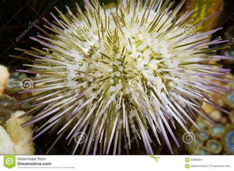 Underwater Life Closeup Of A Green Sea Urchin Stock Photo Image Of
