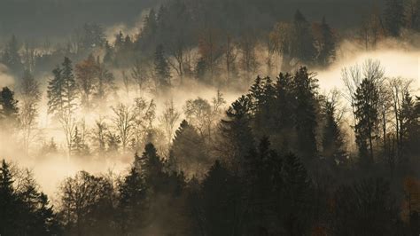 Download Wallpaper 1920x1080 Trees Fog Forest Branches