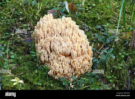 Edible Coral Mushroom Ramaria Flava Stock Photo 170797102 Alamy