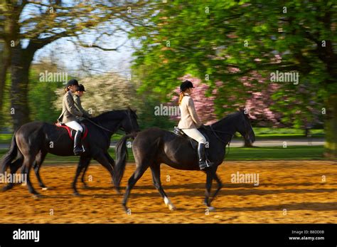 3 Horse Riders In Hyde Park Early On A Spring Morning London England