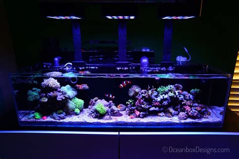 12g Long Nano Reef Tank Crash And Recovery Nano Reef Journals