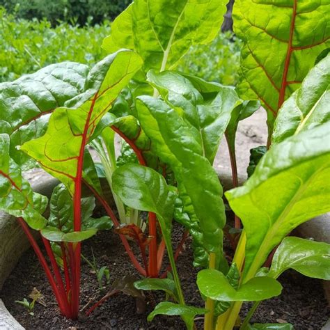 We did not find results for: Growing Chard | Edible Upcountry