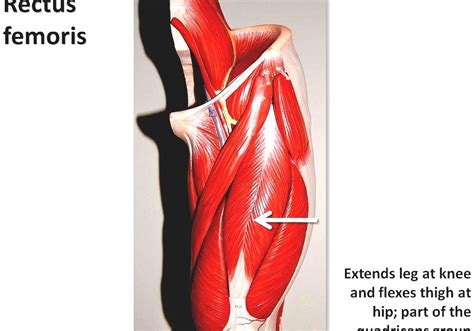 Quad leg muscles anatomy labeled diagram, vector illustration fitness poster. Quadriceps Femoris Muscle - Human Leg Muscles Diagram