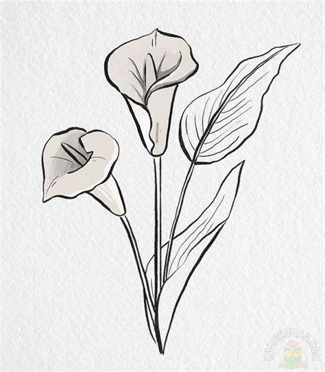 How To Draw A Calla Lily Home Education Magazine