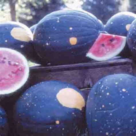 Moon And Stars Watermelon Watermelon Seeds Rh Shumways Company