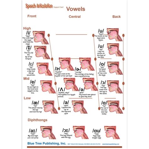 Speech Articulation Anatomical Chart