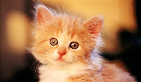 Tổng Hợp 1001 Hình Ảnh Mèo Cute Dễ Thương Cực Ngộ Nghĩnh