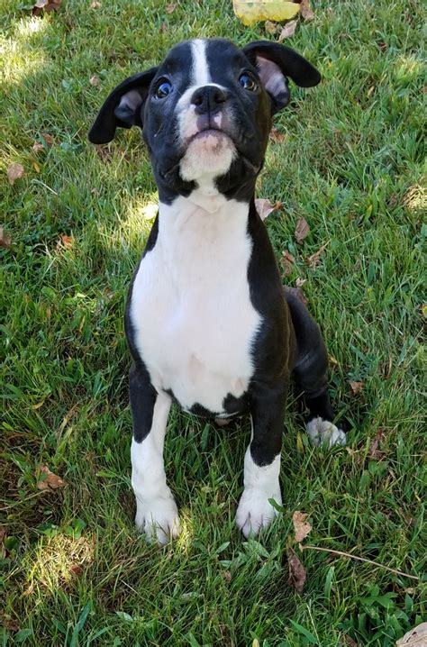 Find boxer puppies for sale and dogs for adoption. Boxer Puppies For Sale | Elliott County, KY #309850