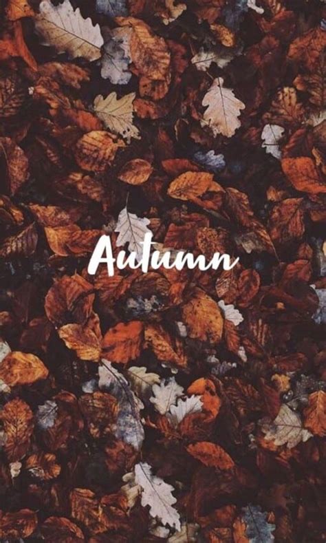 50 Free Fall Wallpaper And Autumn Wallpaper Options For Your Iphone