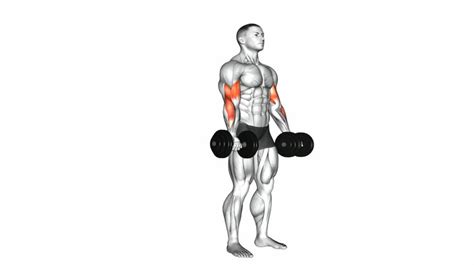 Bicep Curl Dumbbell How To Instructions Proper Exercise Form And
