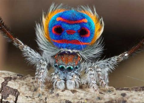 científico daltónico descubre una nueva especie de araña pavo real video