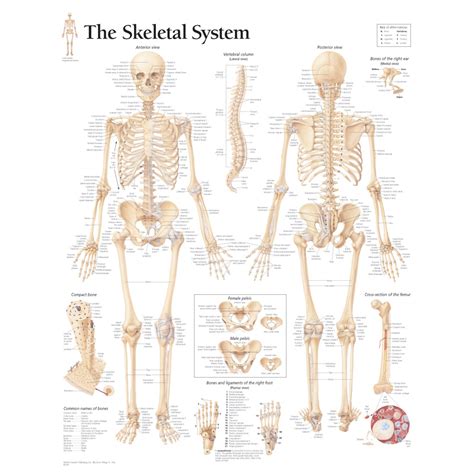 The Skeletal System Chart Human Skeletal System Skeletal System