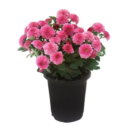 1 Quart Pink Mum In Pot L5581 At