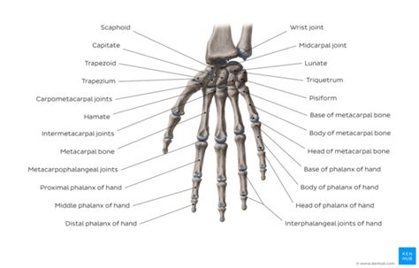 Wrist And Hand Physiopedia