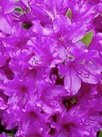 Die wunderschönen blüten der pflanze haben schon viele dichter und maler inspiriert. Japanische Azaleen / Rhododendron günstig kaufen
