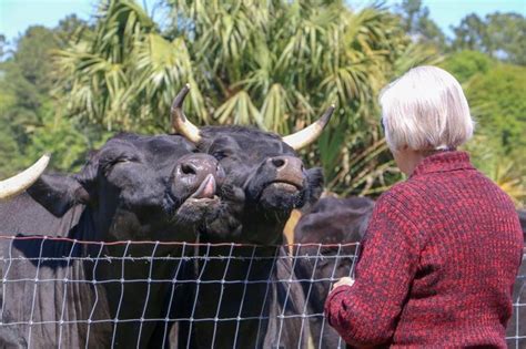 This list contains only sanctuaries who have their own articles within wikipedia, or a section within an article in wikipedia. Critter Creek Farm Sanctuary Reviews and Ratings | Gainesville, FL | Donate, Volunteer, Review ...