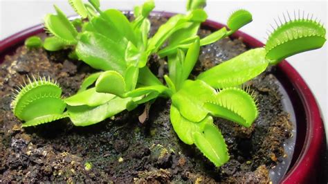 Growing Venus Flytrap Time Lapse Video In 4k Youtube