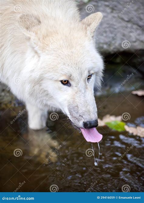 White Wolf Drinking Water Stock Image Image Of Carnivore 29416059
