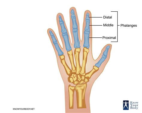 Phalanges Definition Function Anatomy Origin And Faqs