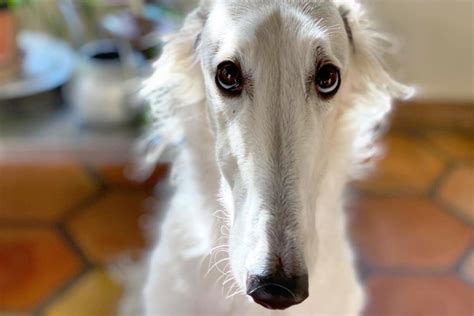 Esper And Ora The Borzoi Questions And Answers • Hellobark