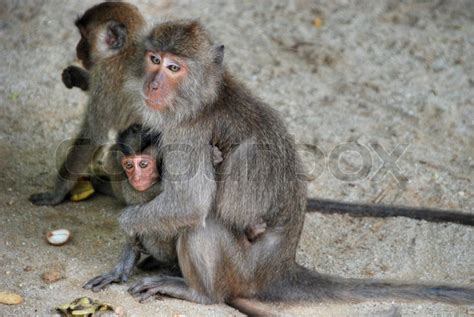 Group Of Monkeys Changmai Thailand Stock Image Colourbox