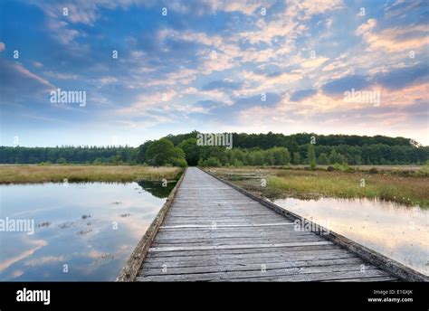 Wooden Bridge Through Swamp In Forest At Sunrise Stock Photo Alamy