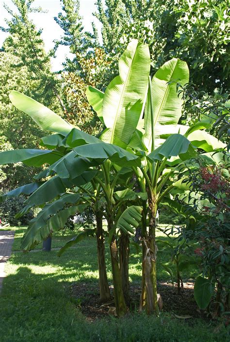 Stronger winds may twist and distort the crown. Bananenstaude - banana plant (musa) | Die Banenenstauden ...