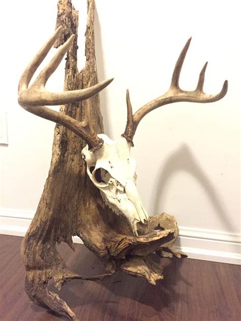 European Deer Skull Antler Mount With Driftwood In 2019 Deer Hunting