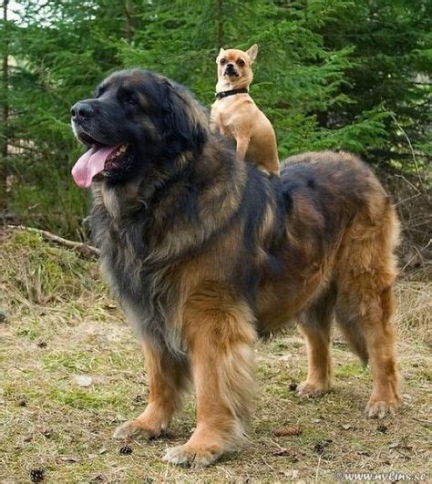 43 Best Ultimate Big Dog Board Images Big Dogs Dogs Cute Animals