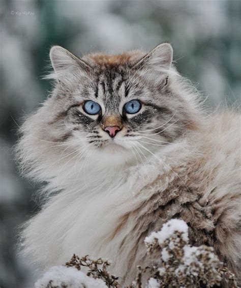 59 Best Images About Russian Siberian Cats On Pinterest Cats Moves