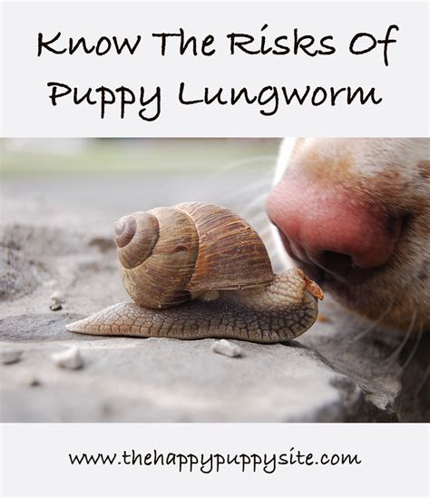 Puppy Worms Treatment Prevention And Diagnosis