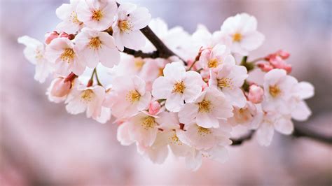 Cherry Blossoms Trees Flowers Spring Season 1920x1080