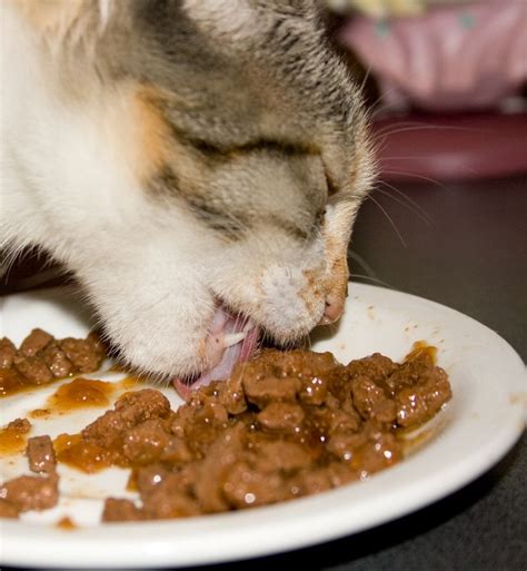 By giving homemade food to your cat, you can keep his calorie intake in check and make sure that he stays healthy. The Best Food for Crystals in Cat Urine | Homemade cat ...
