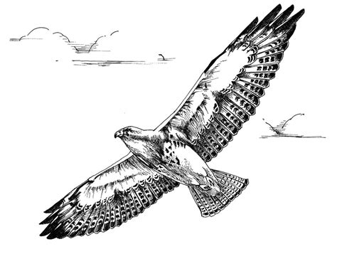Flying Hawk Drawing At Explore Collection Of