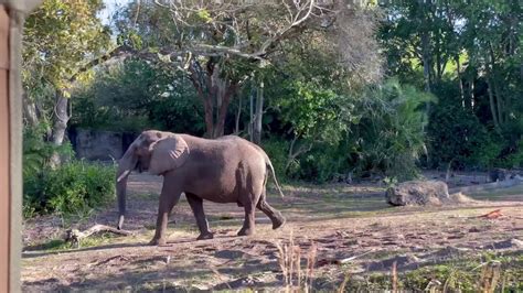 Disneys Animal Kingdom Safari Lions Roar Elephants On The Move And