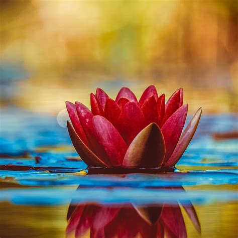 Water Lily Wallpaper 4k Red Flower Reflection