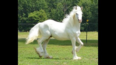 The gypsy vanner horse breed is the result of selective breeding of over 100 years. SOLD! SIR ROYAL RIO GRANDE AMAZING SOLID SILVER BUCKSKIN W/RED GYPSY VANNER STALLION - YouTube