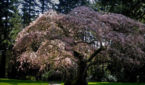 We need to protect this special place for future generations of. Old Flowering Tree on Lewis and Clark College campus ...